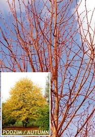 TILIA CORDATA WINTER ORANGE