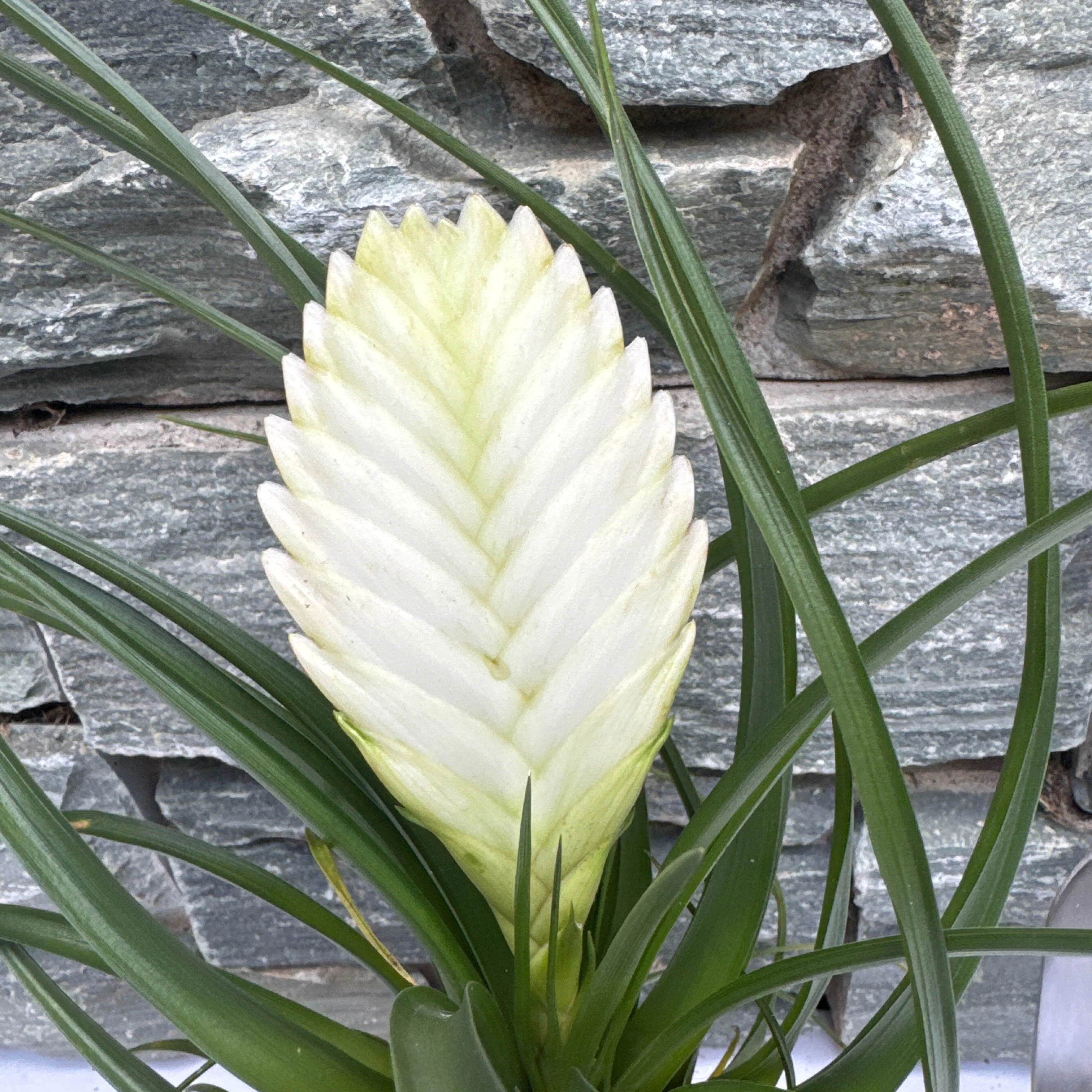 Tillandsia cyanea Biancini White - Image 2