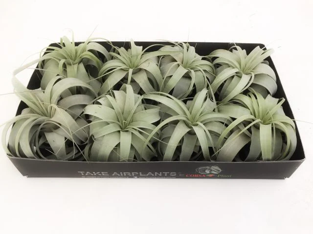 Tillandsia xerographica, Airplant 15 CM