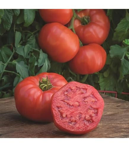 Tomato (Beefsteak) Marmande - Image 2