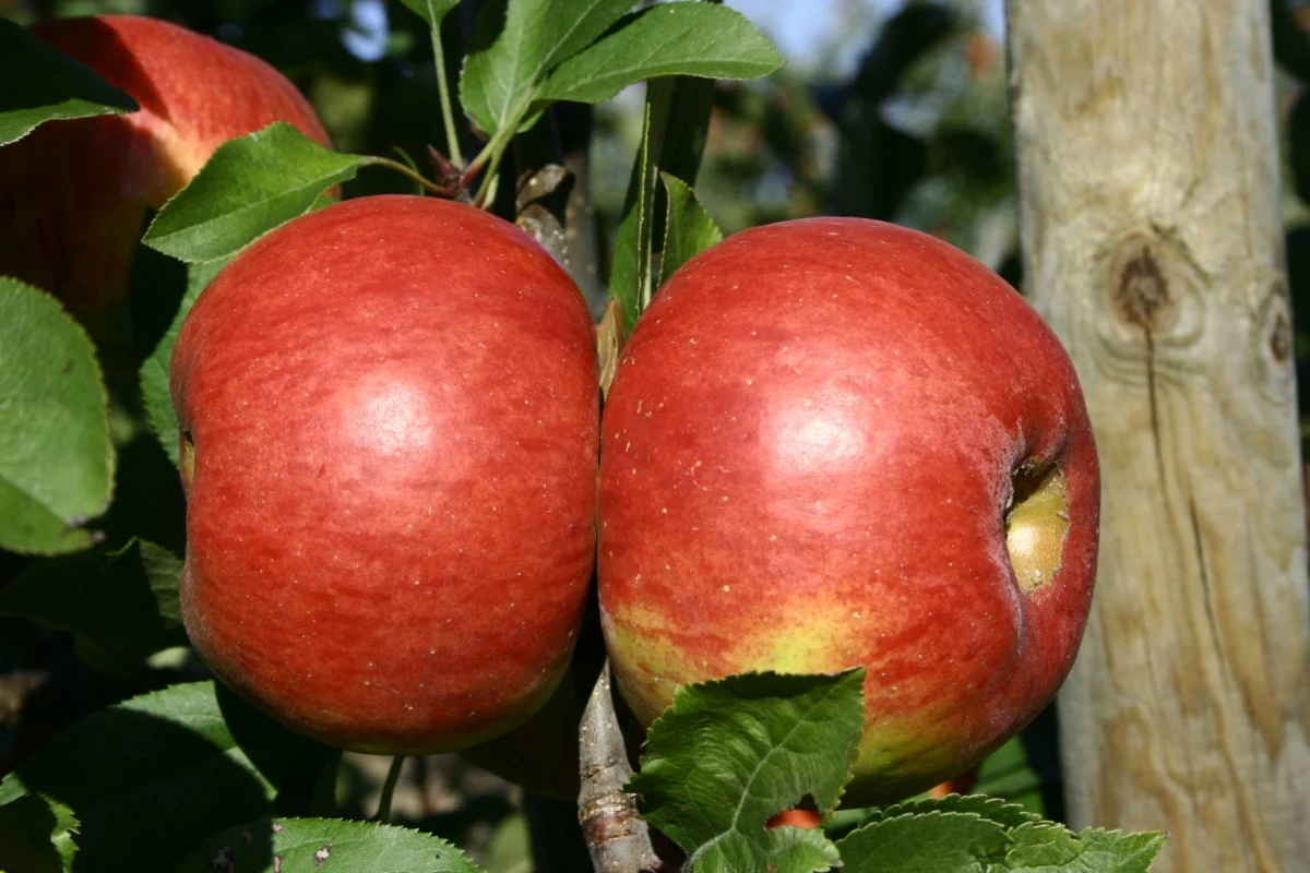 Topaz apple