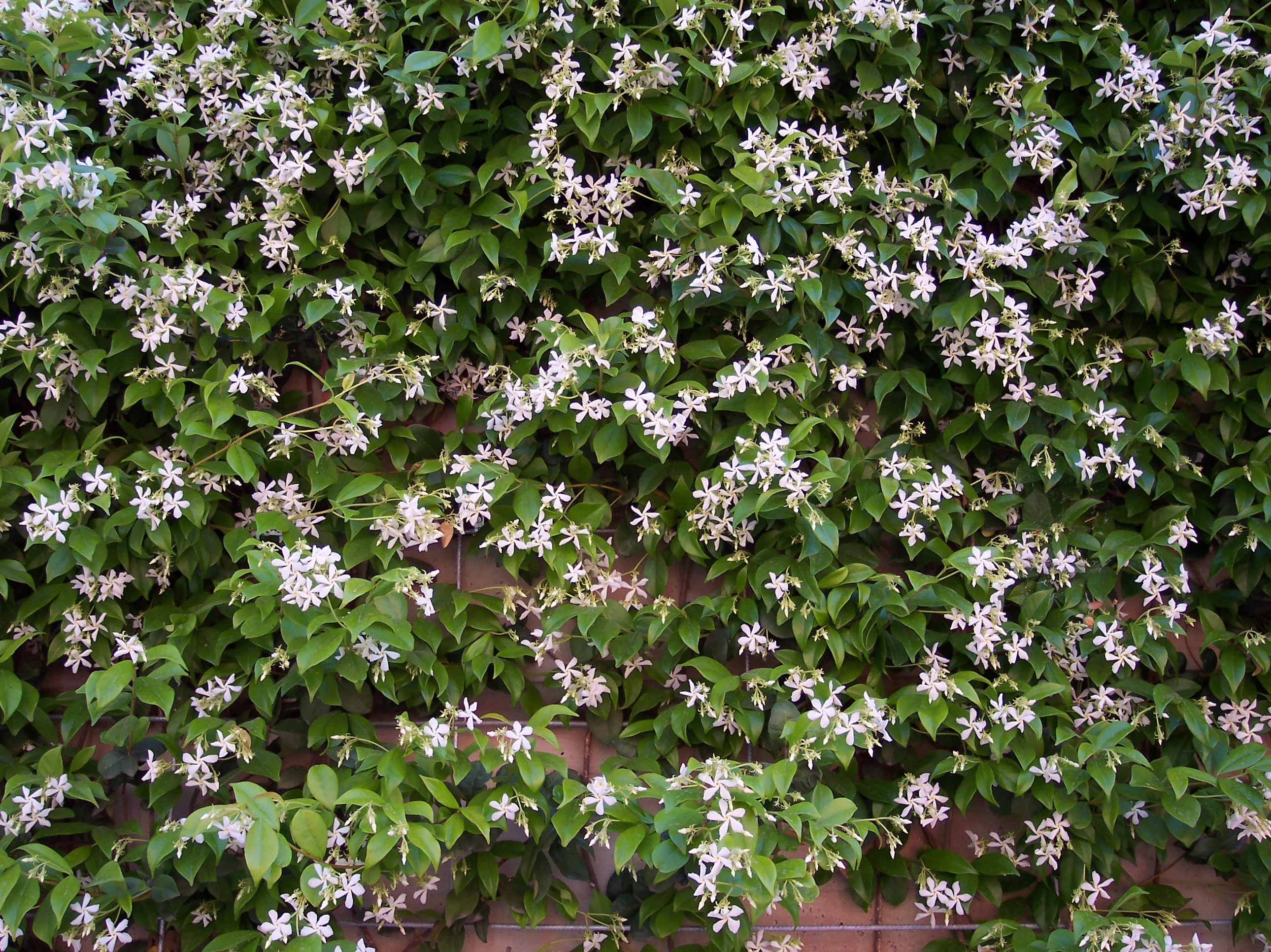 Trachelospermum jasminoides 200 cm - Image 2