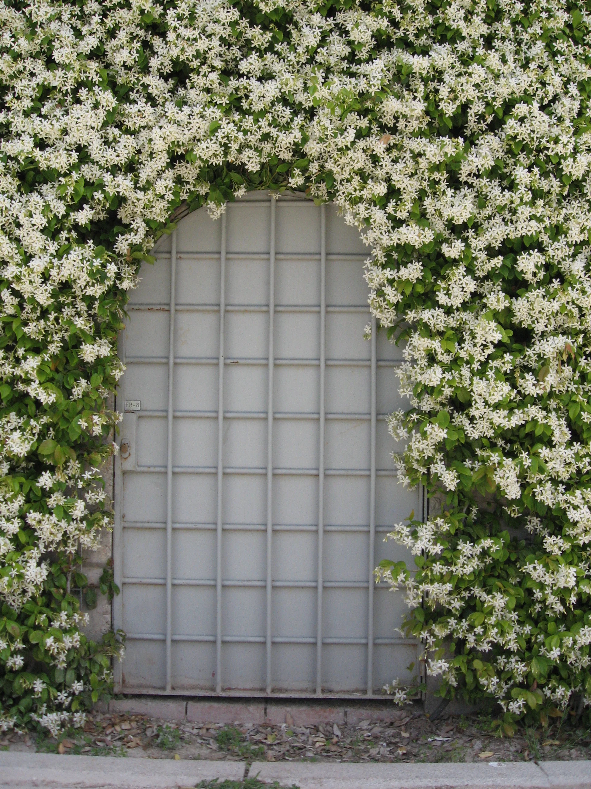 TRACHELOSPERMUM jasminoides - Image 3