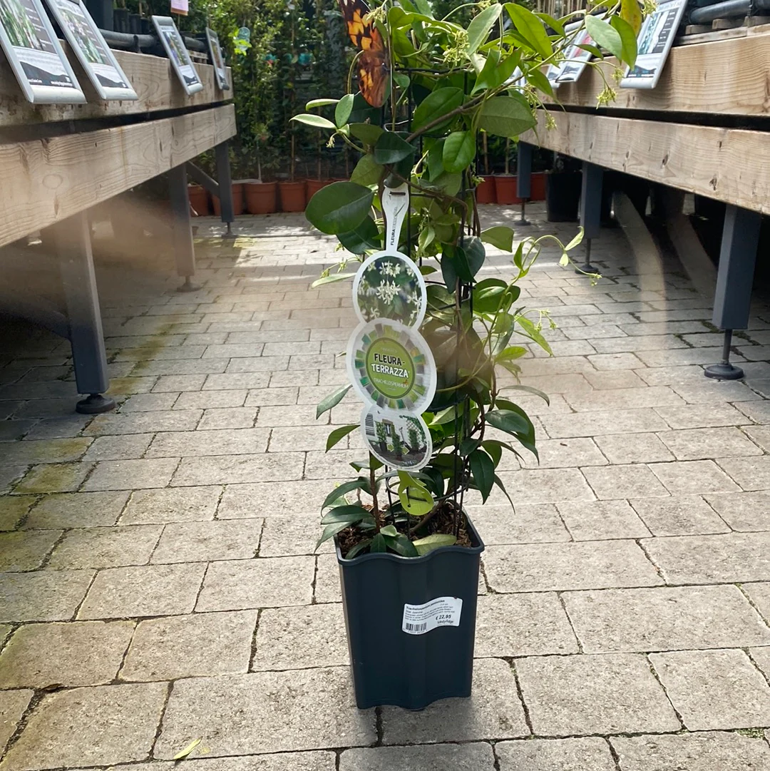 Trachelospermum jasminoides 3 Ltr pot - Image 3