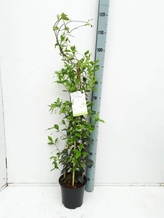 Trachelospermum jasminoides - Image 2