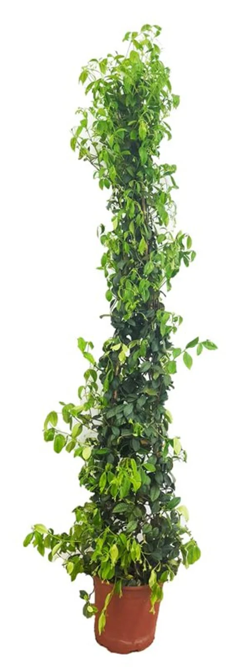 Trachelospermum jasminoides P19 90cm pyramid