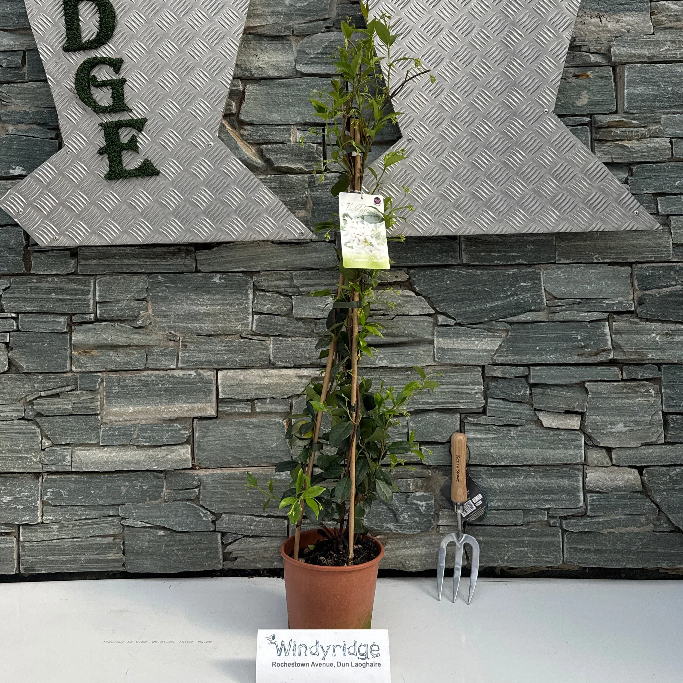 Trachelospermum jasminoides P19 90cm pyramid - Image 2