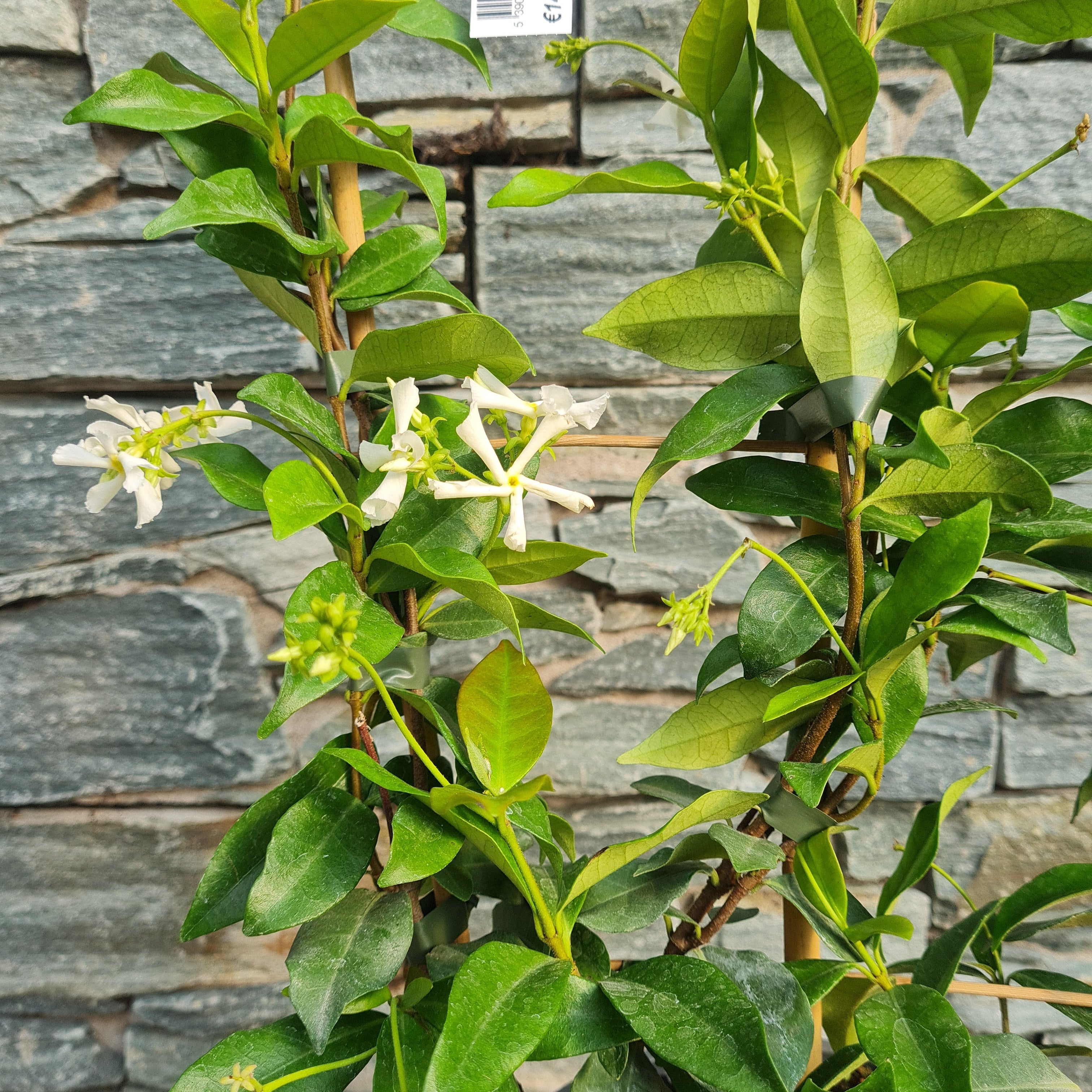 TRACHELOSPERMUM JASMINOIDES (RP) 60cm 3.5ltr Pot - Image 4