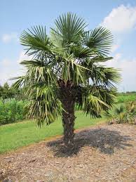 Trachycarpus fortunei