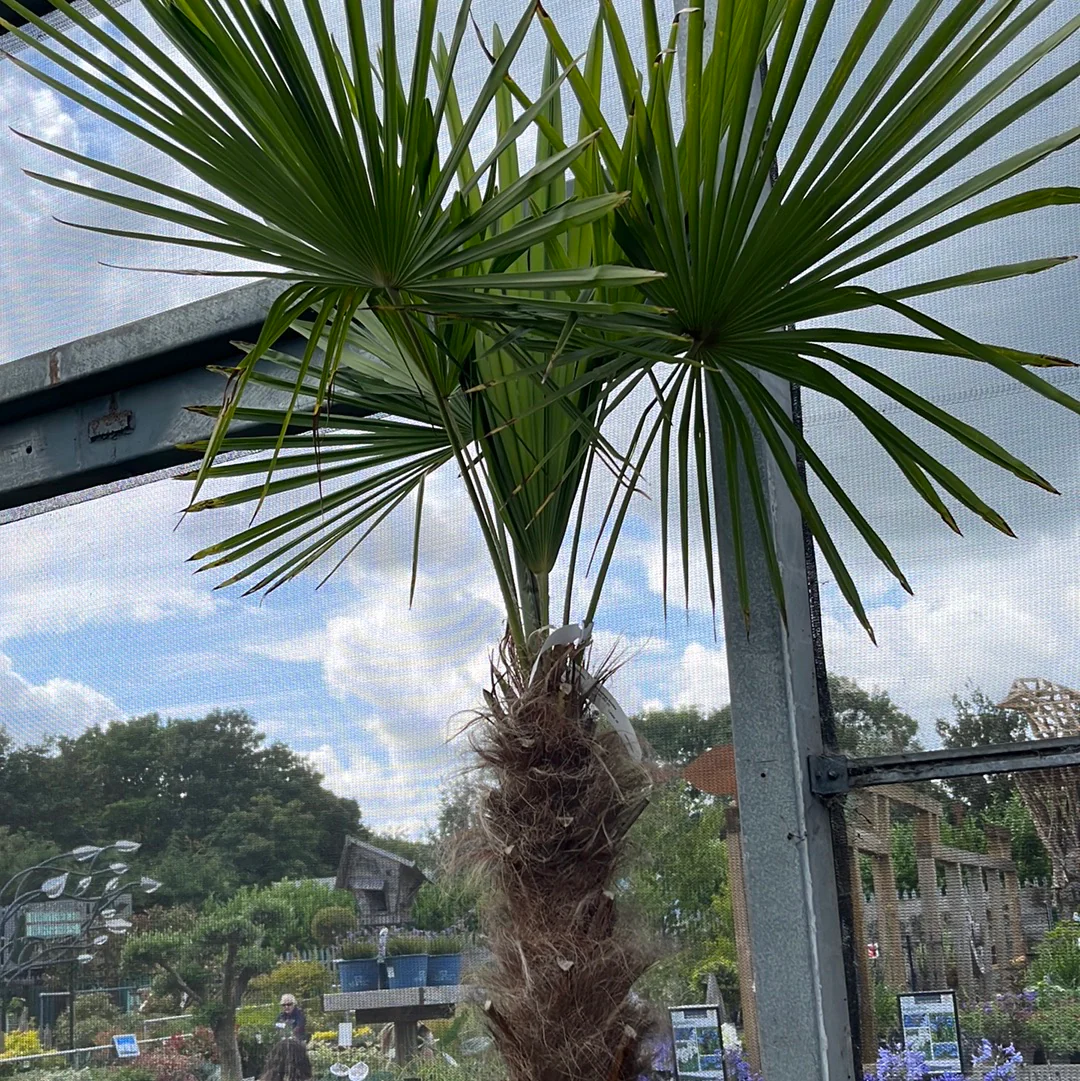 Trachycarpus fortunei - Image 3
