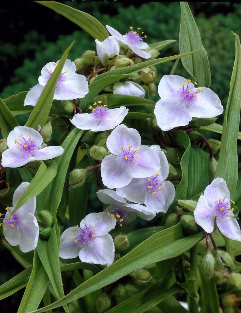 Tradescantia and. Osprey