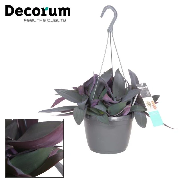 Tradescantia pallida Purple Heart
