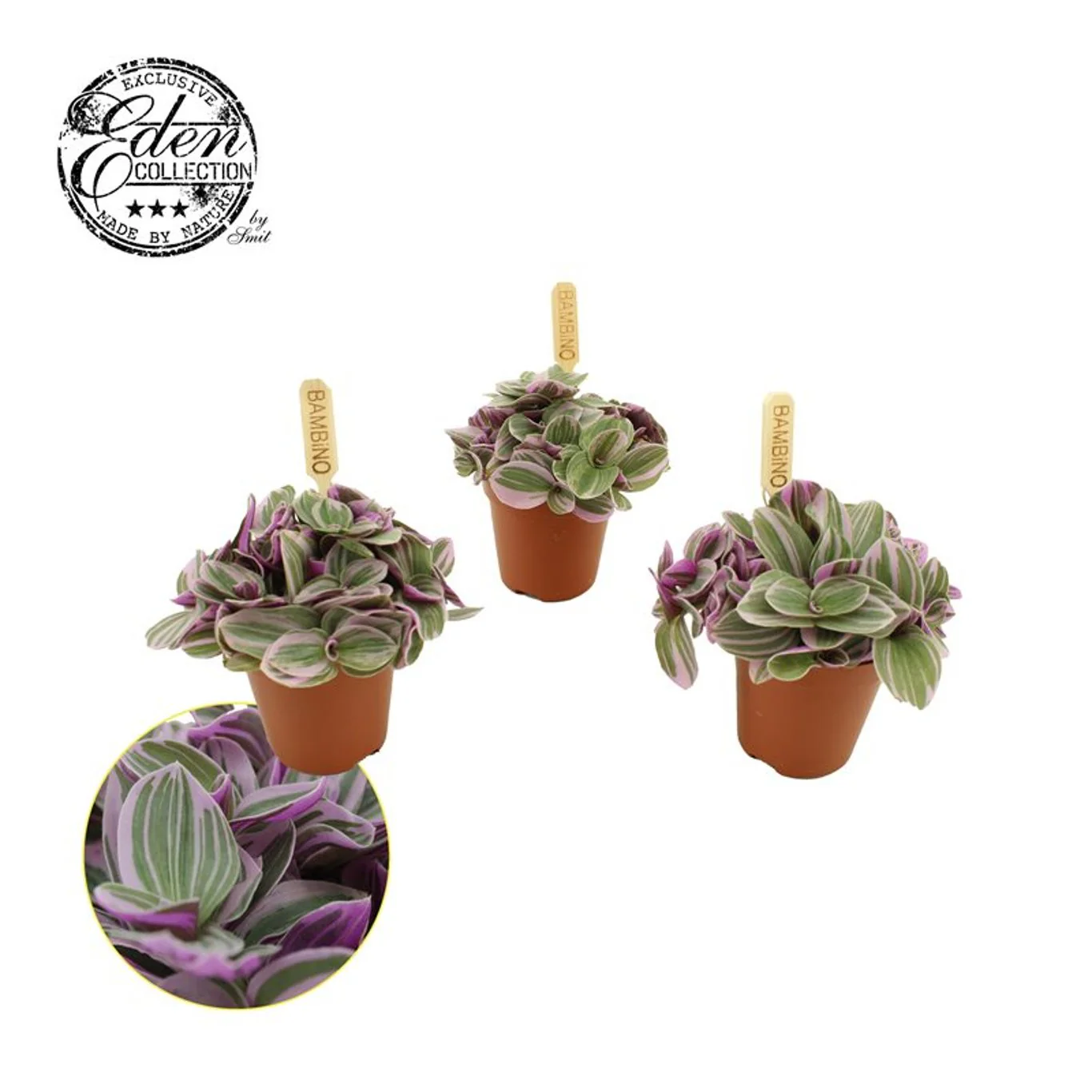 Tradescantia 'Sweetness'® P 5,5 - Image 2