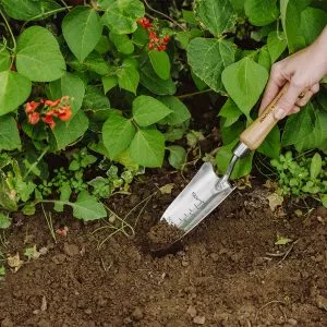 Transplanting Trowel SS Hand - Image 2