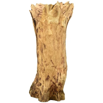 Tree root TIMBA