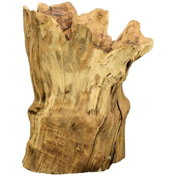 Tree root TIMBA