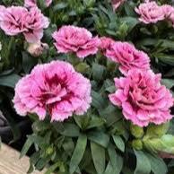 TRIXI Dianthus Sel. Oscar 2 - Image 2