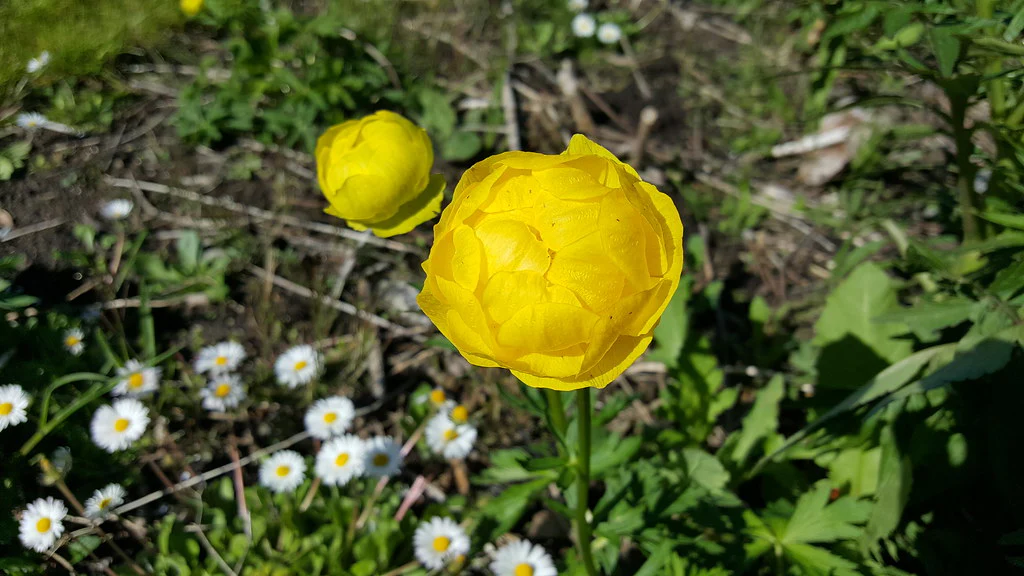Trollius Lemon Queen - Image 3
