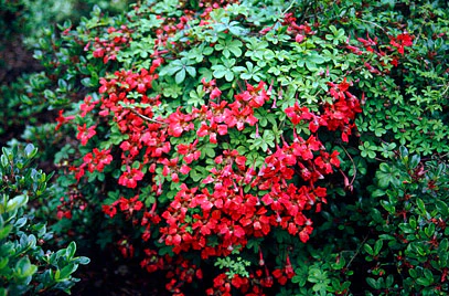 Tropaeolum speciosum