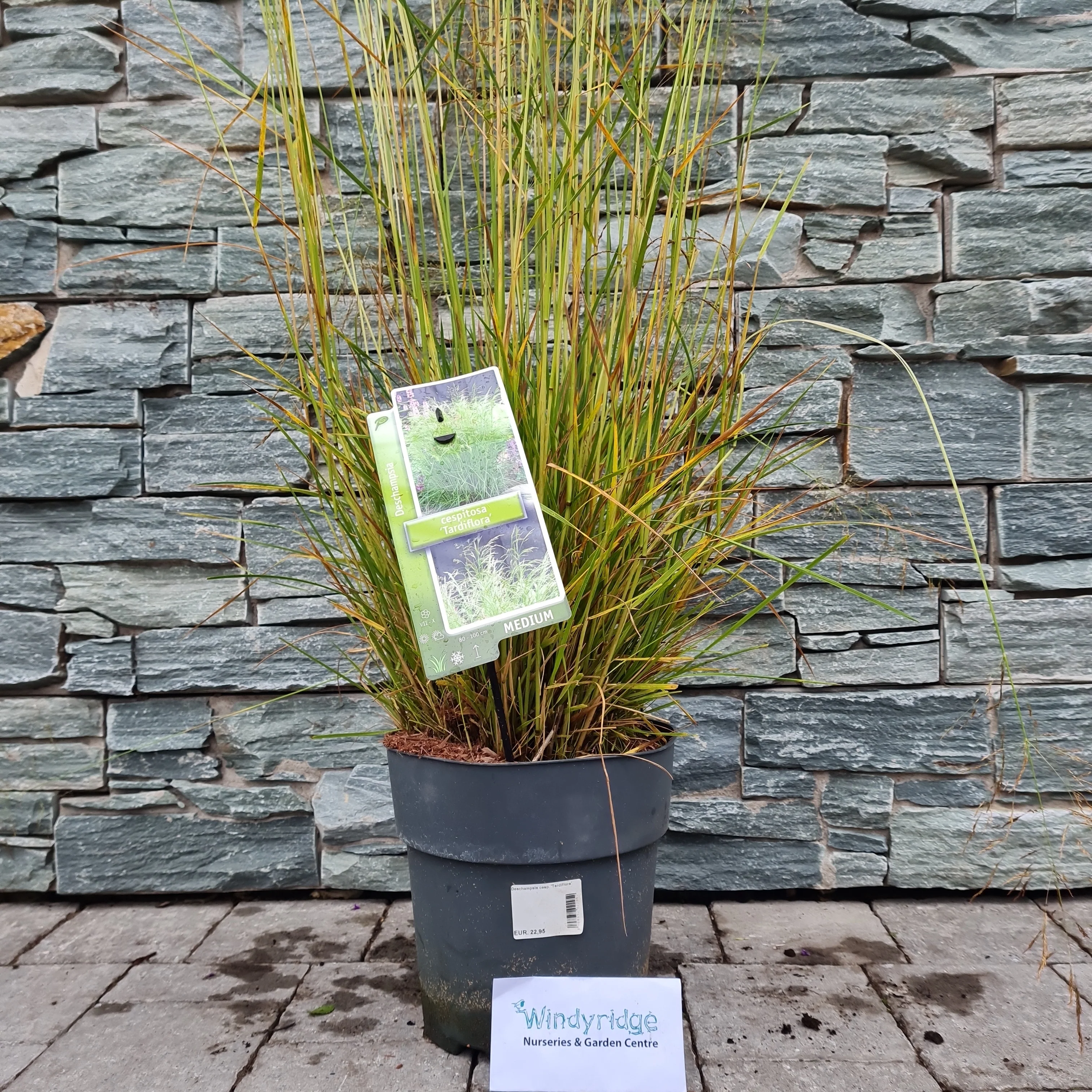 Deschampsia cesp. 'Tardiflora' 20-25 cm.