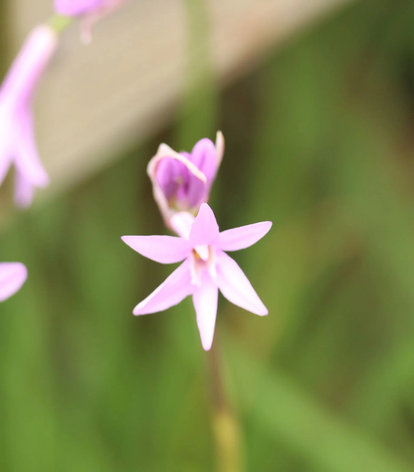 TULBAGHIA violacea - Image 3