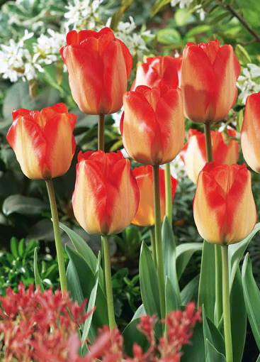 TULIP AMERICAN DREAM loose