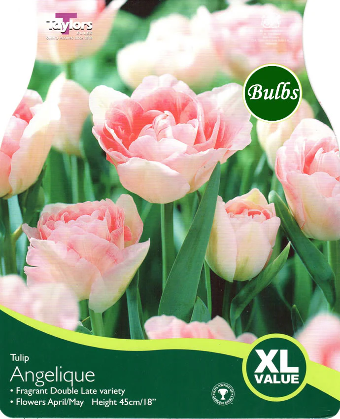 TULIP ANGELIQUE