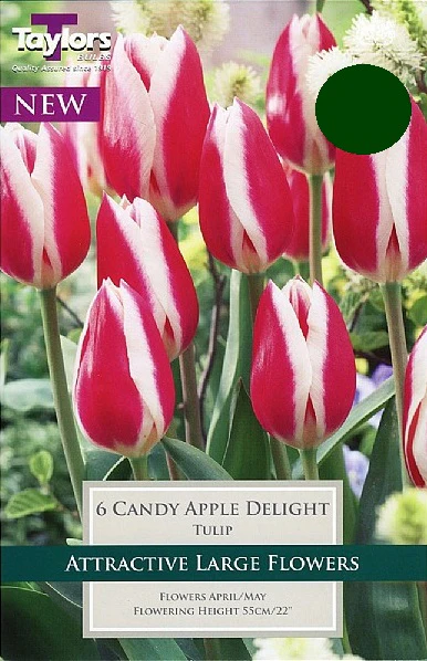 TULIP CANDY APPLE DELIGHT P/P