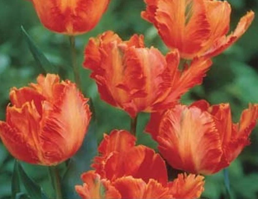 TULIP FLOWER POWER 11-12 P/P