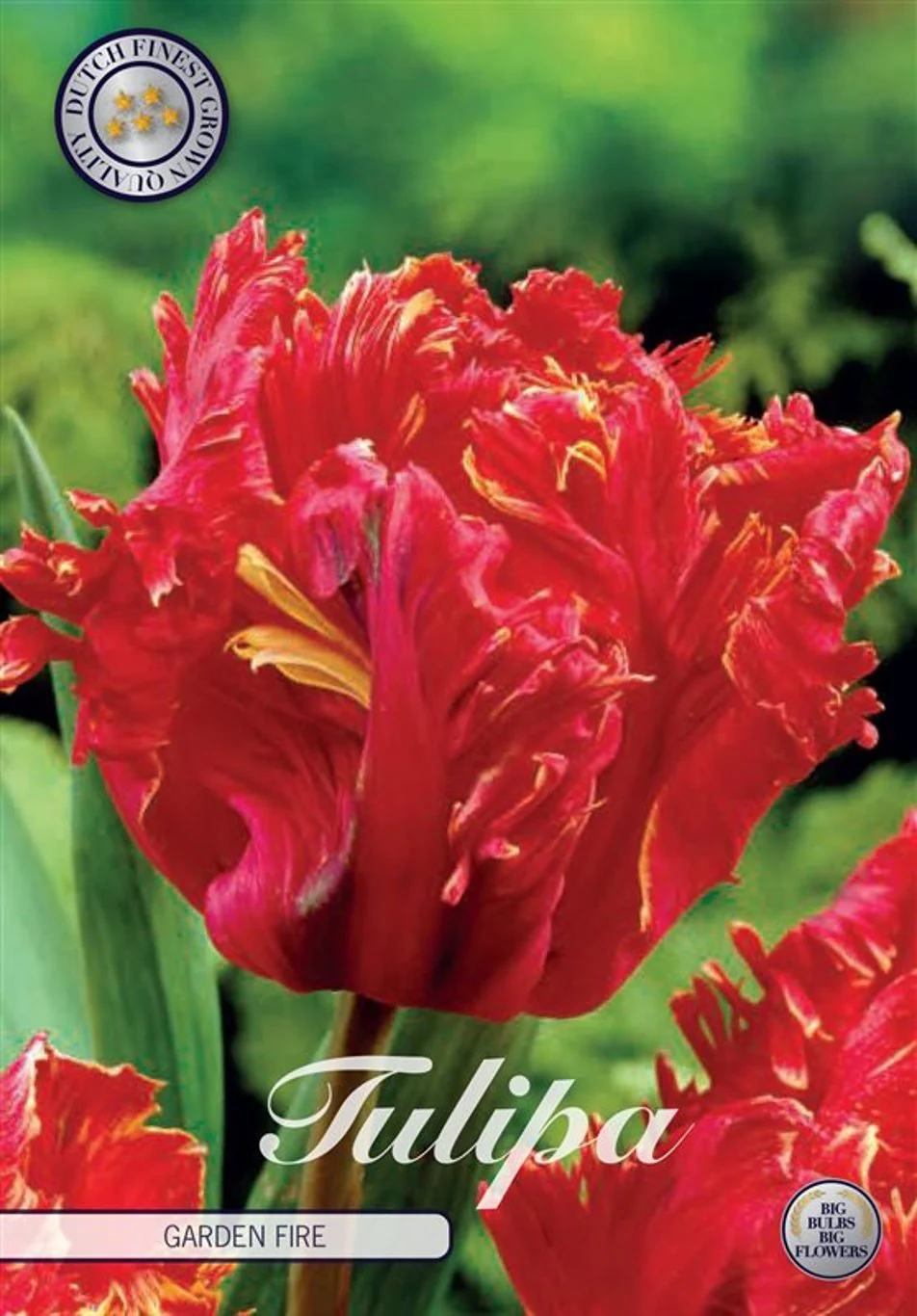 Tulip Garden Fire
