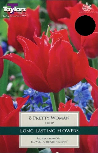 TULIP PRETTY WOMAN