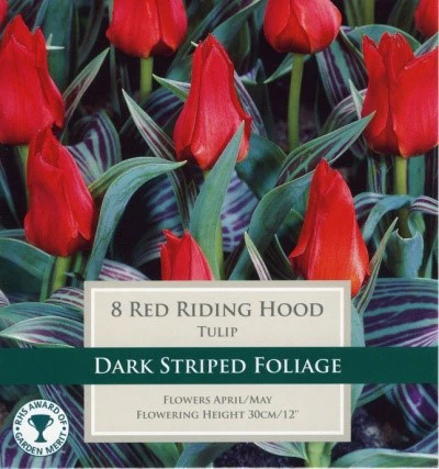 TULIP RED RIDING HOOD