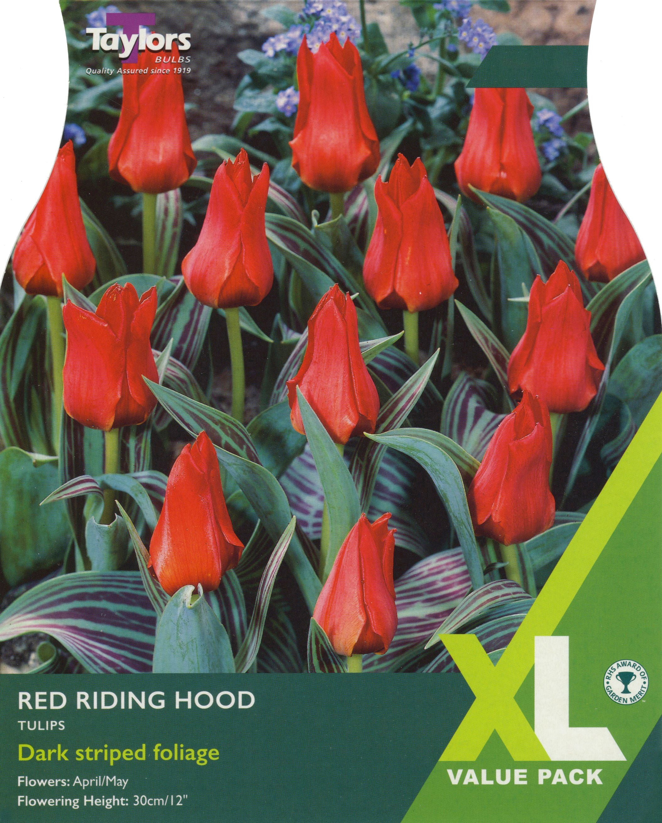 TULIP RED RIDING HOOD NET 50 - Image 2