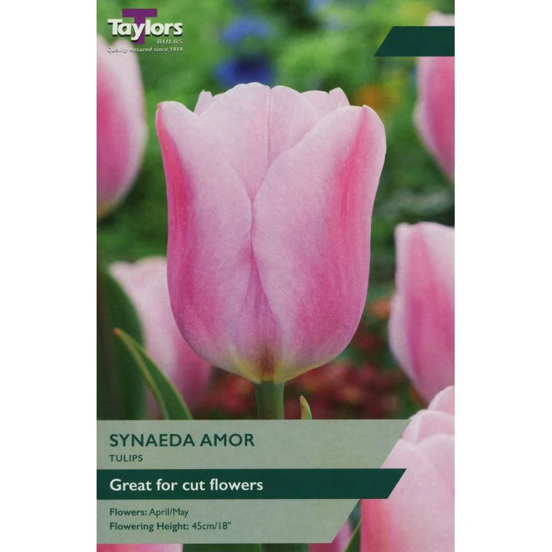 TULIP SYNAEDA AMOR