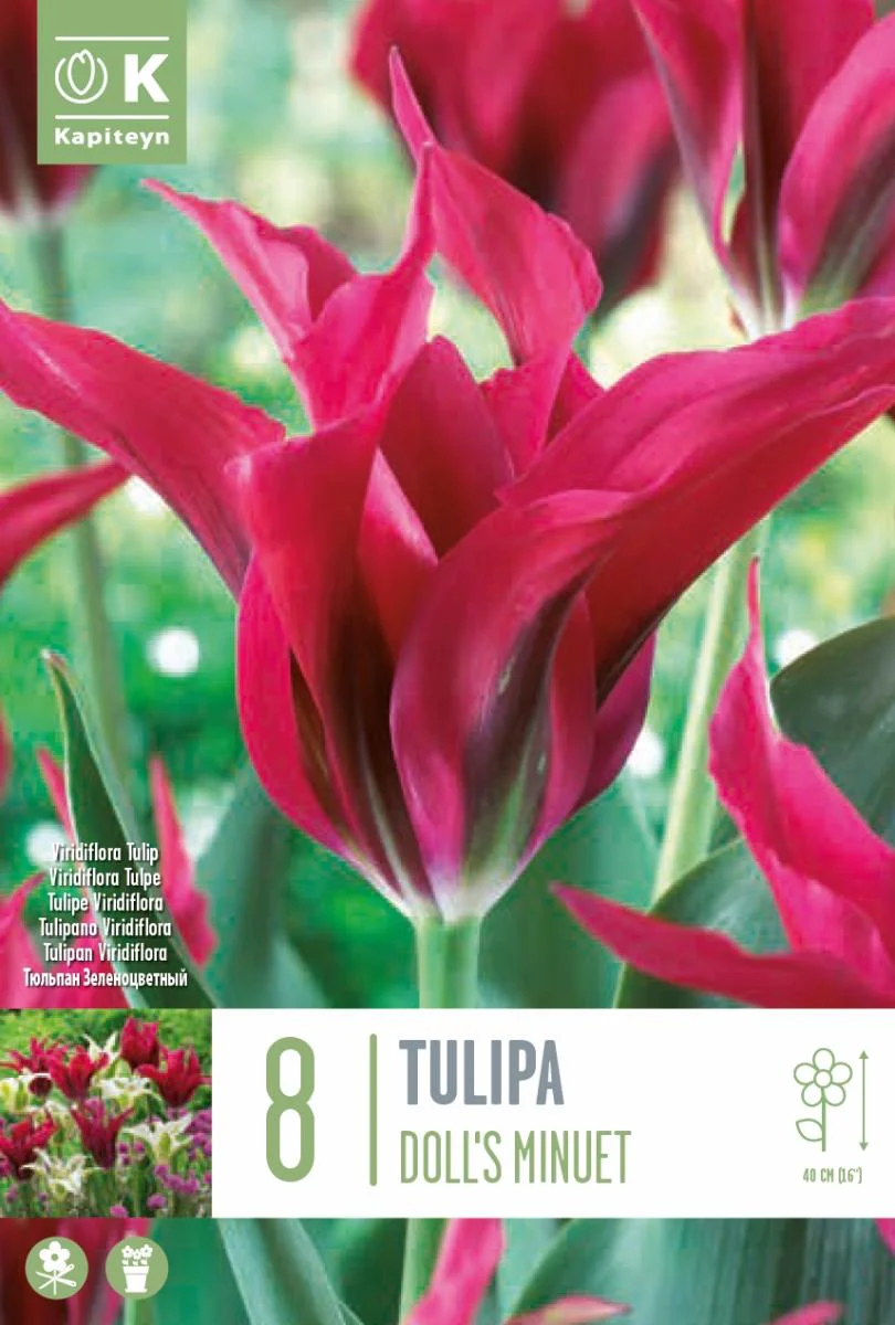 TULIPA DOLLS MINUET X 8 - Image 2