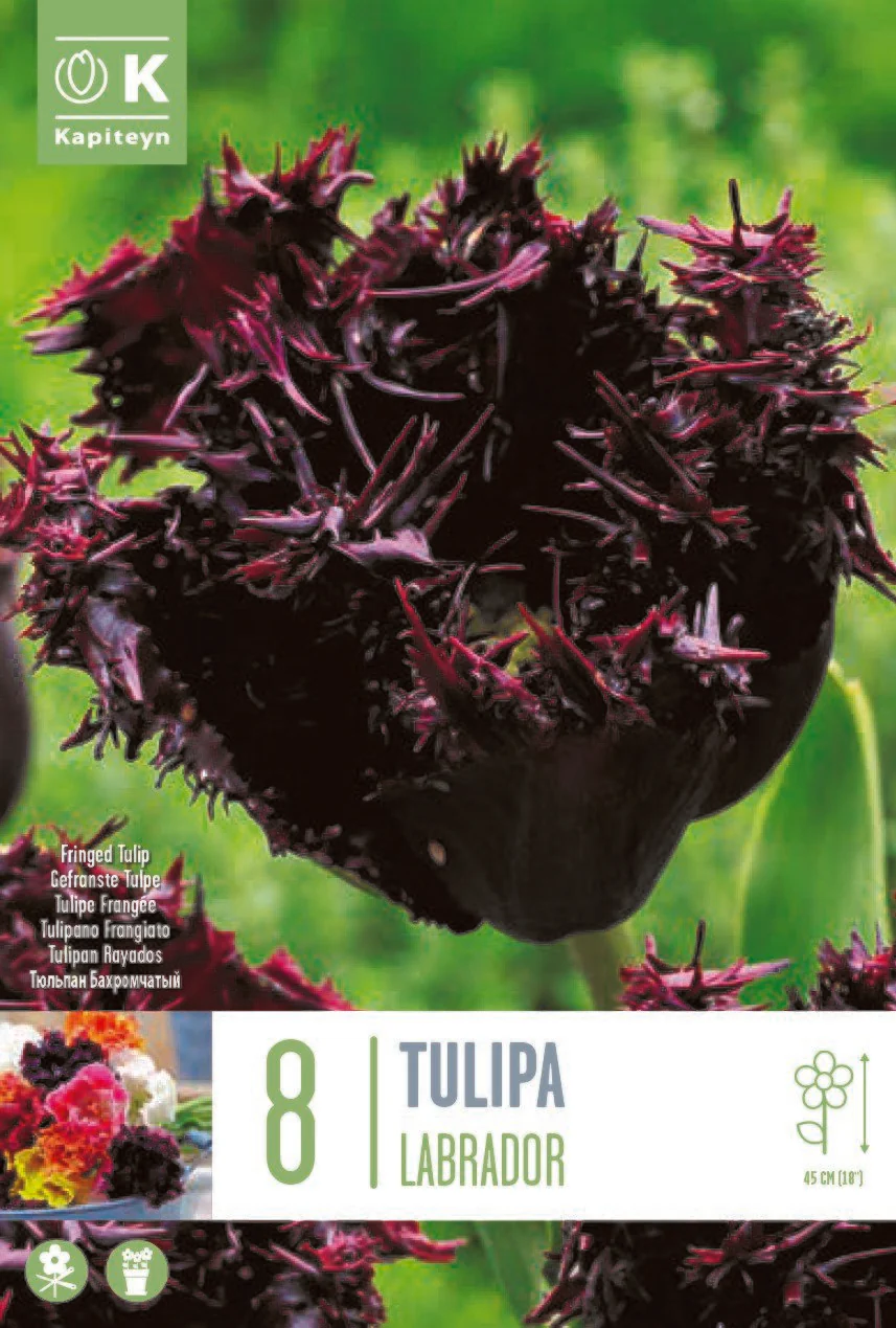 TULIPA LABRADOR X 8