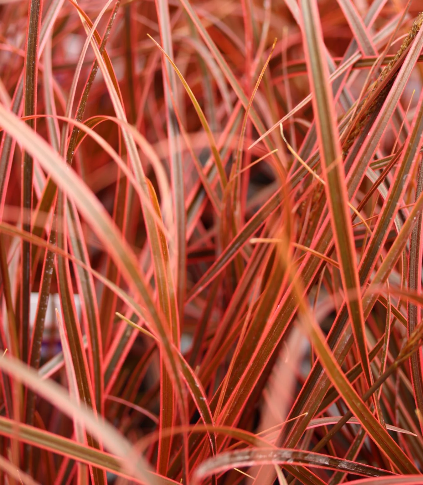 Uncina rubra Everflame 2ltr Pot - Image 2