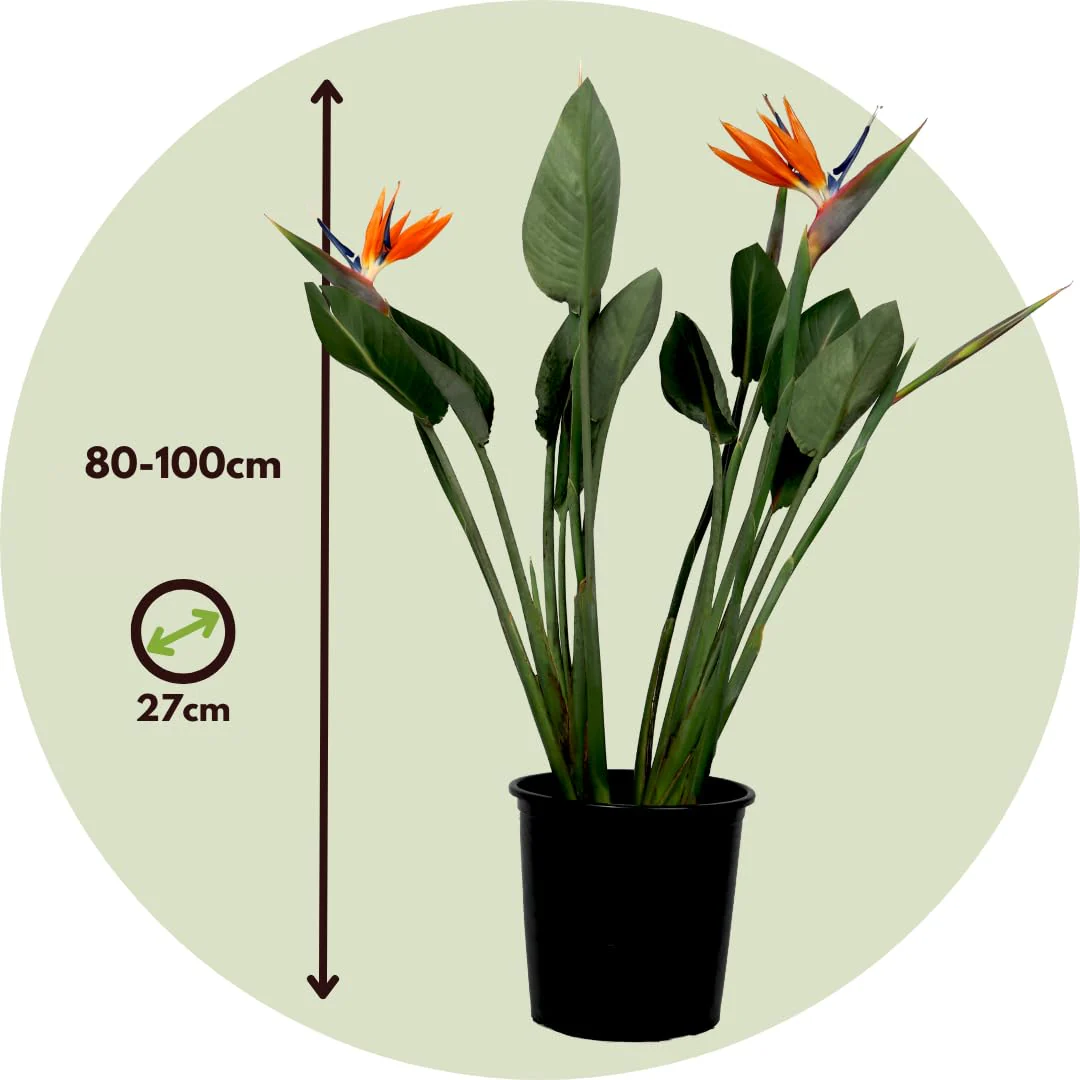 Unwins Houseplant Bird of Paradise (Strelitzia Reginae) - Image 4
