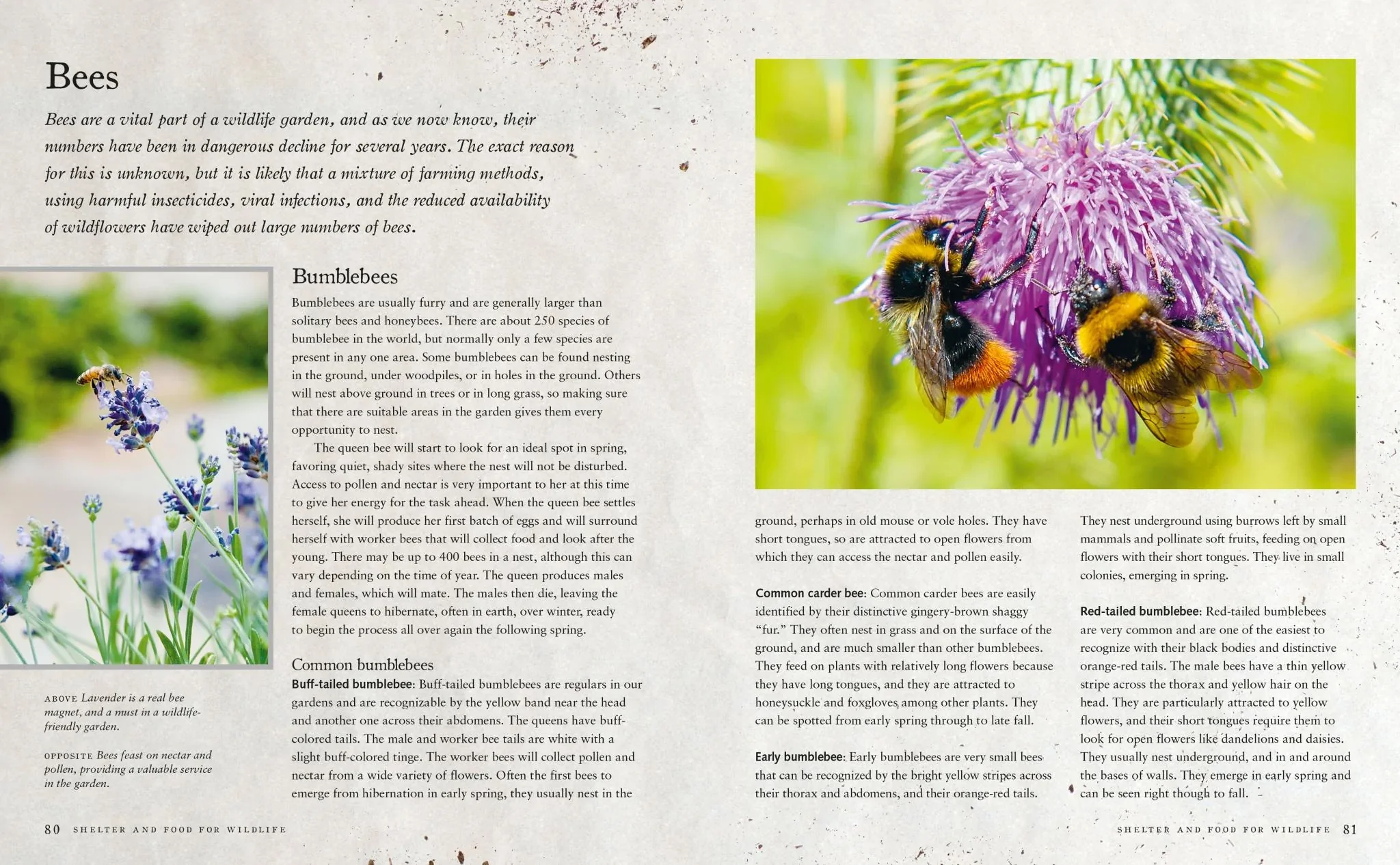 Urban Wildlife Gardener - Image 3