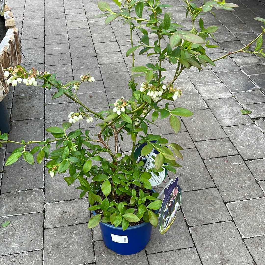 Vaccinium corymbosum