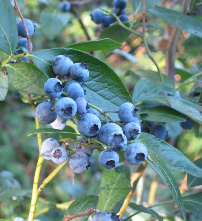Vaccinium corymbosum - Image 3