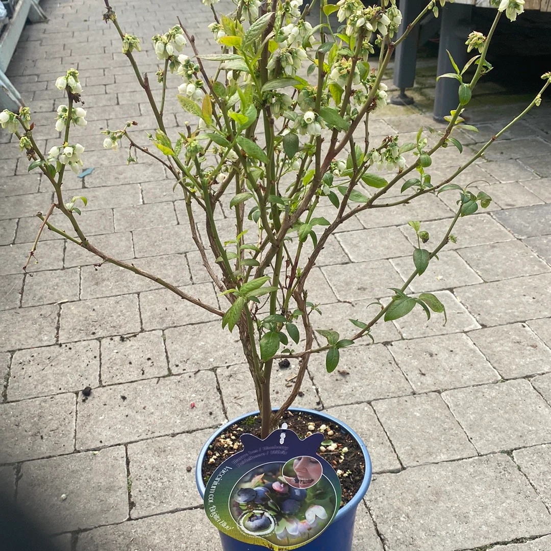 Vaccinium corymbosum - Image 4