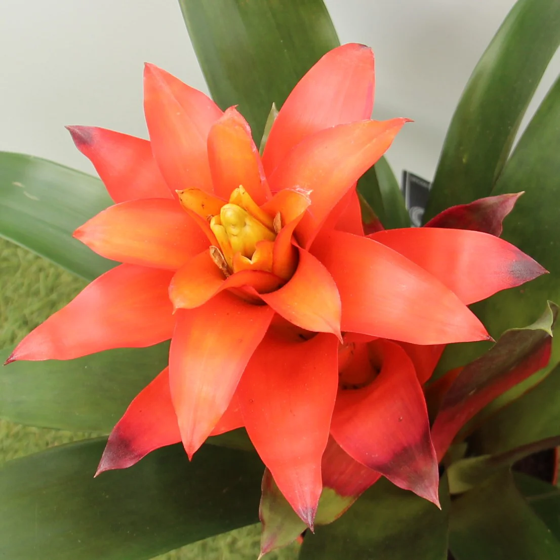 Vase Plant (Guzmania Fiero Orange) - Image 2