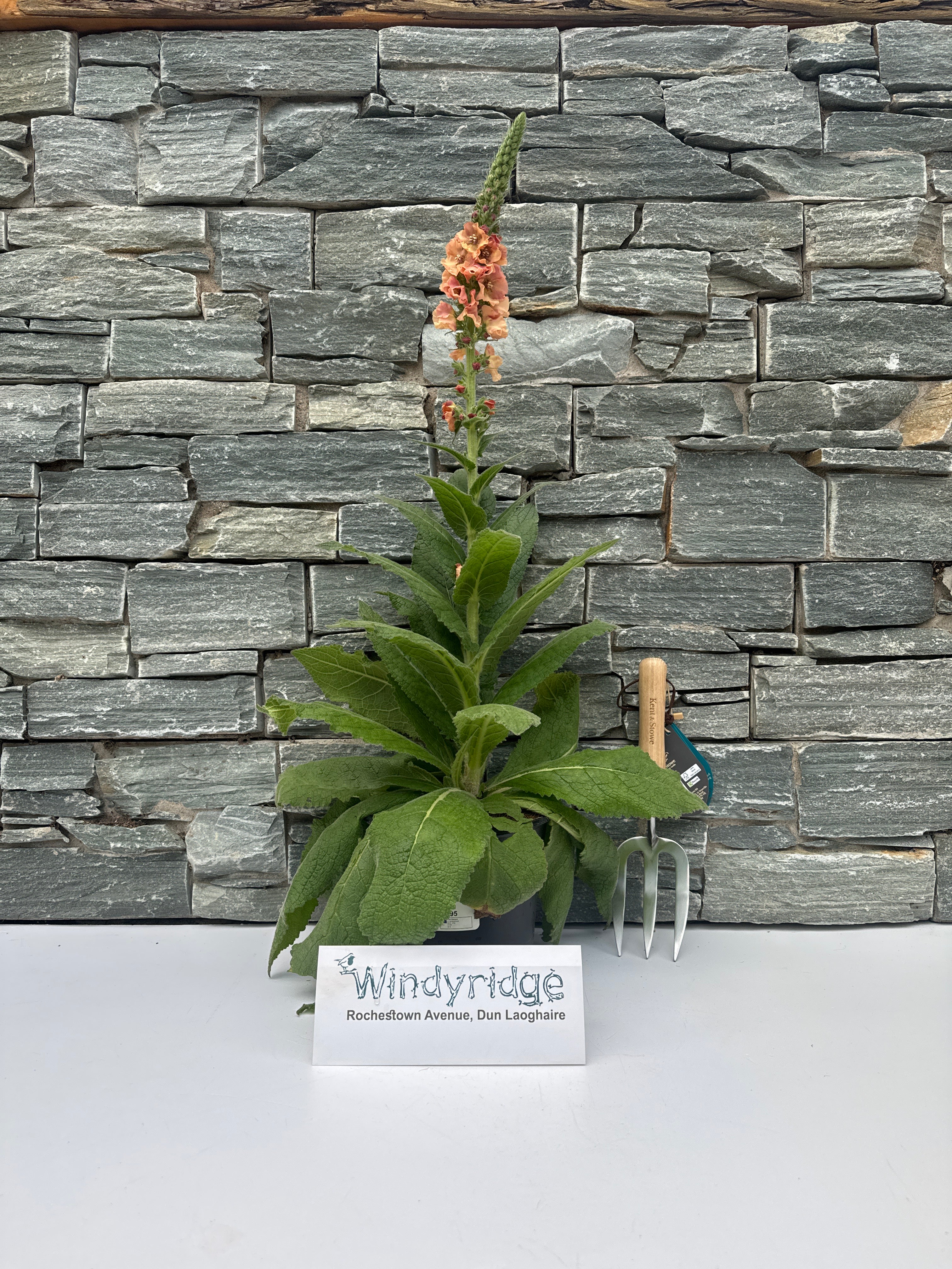 VERBASCUM Pink Petticoats - Image 2