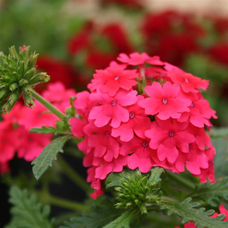 Verbena 10.5cm
