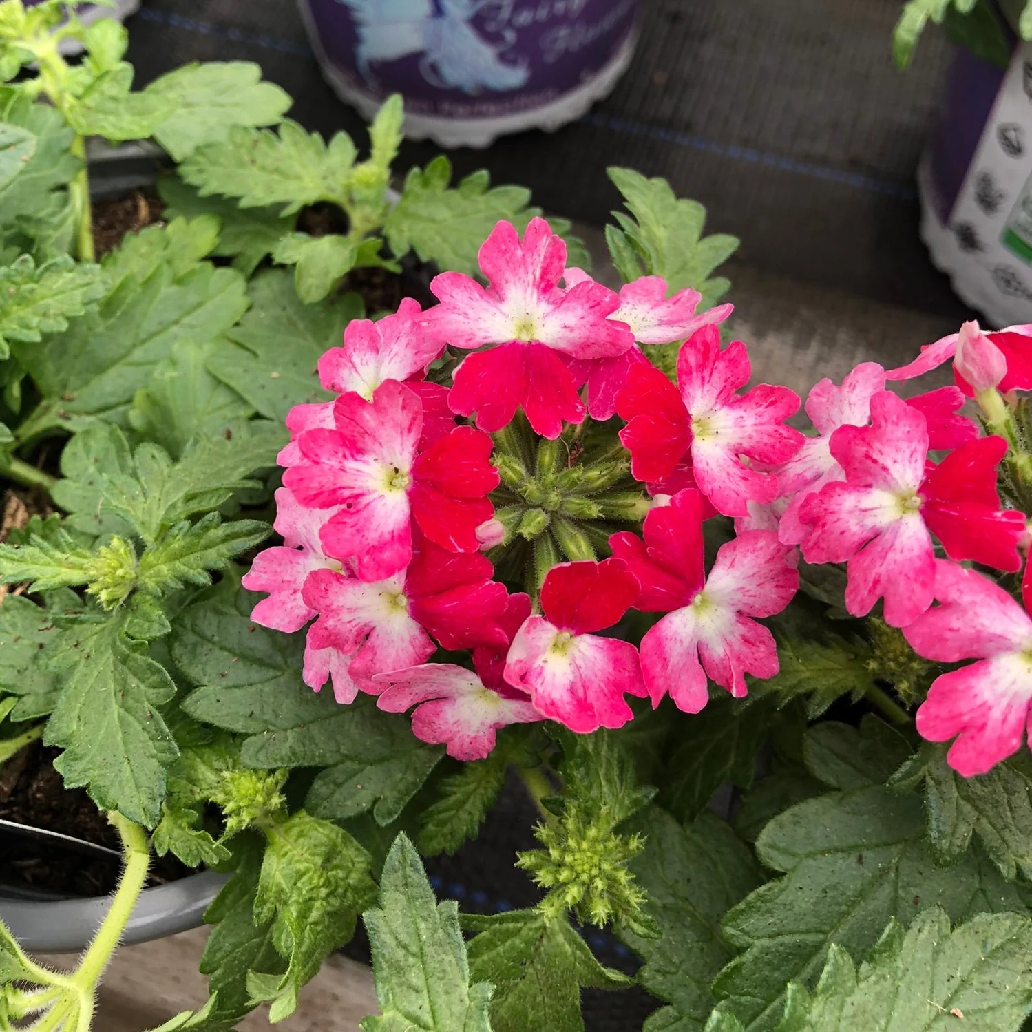 Verbena 1L Assorted Colours - Image 3