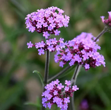 Verbena bonariensis Lollipop - Image 3