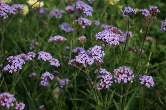 Verbena bonariensis lollipop