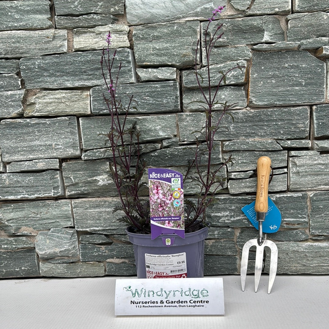 Verbena officinalis Bampton - Image 2