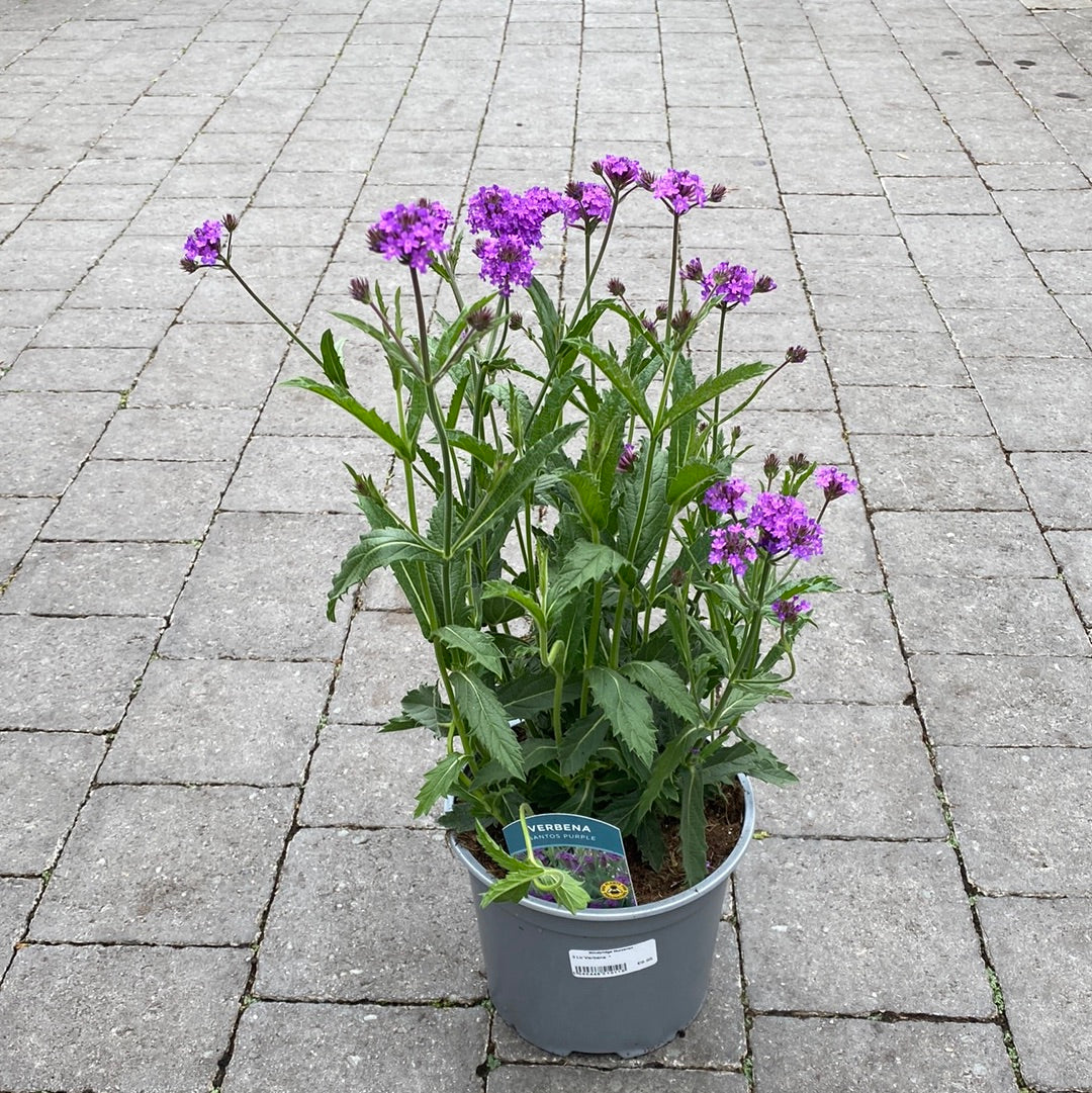VERBENA rigida - Image 2